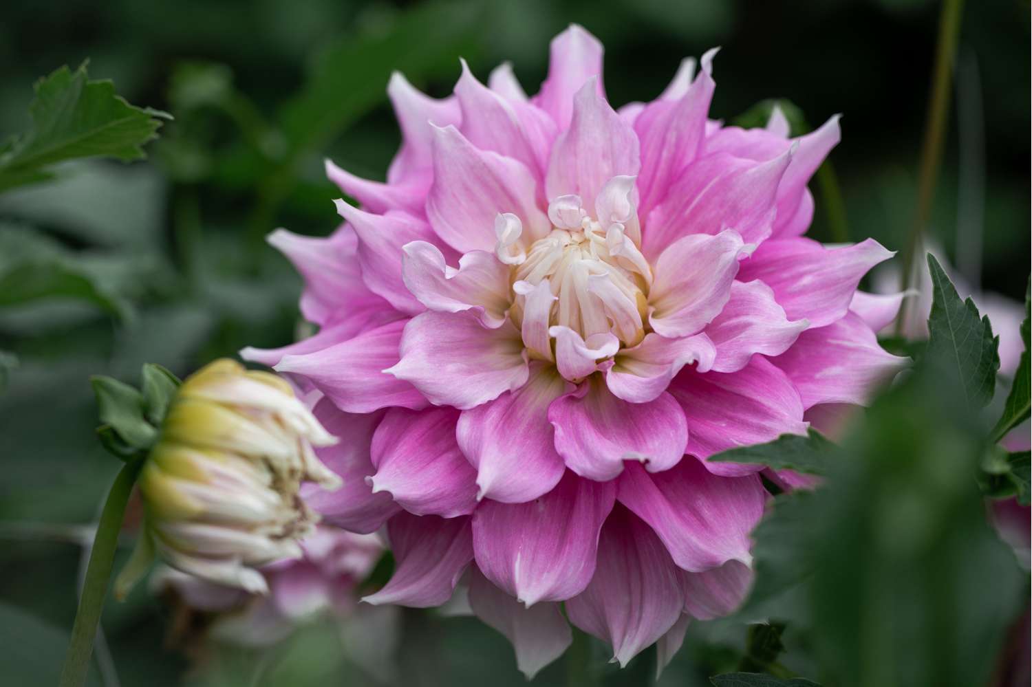 Dahlie 'Gitt's Perfection'
